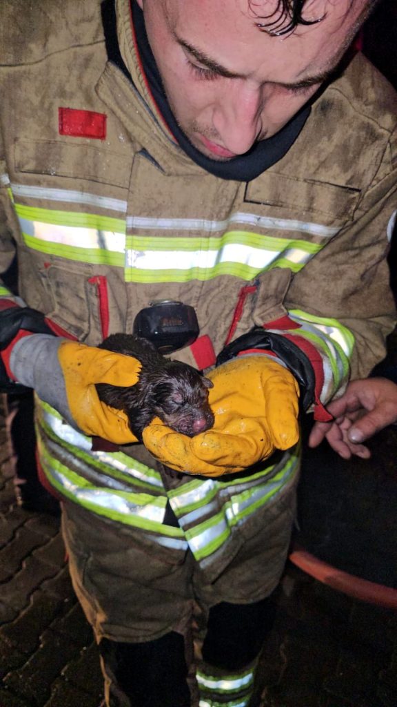 Alevler içinde yavru köpekler için seferberlik