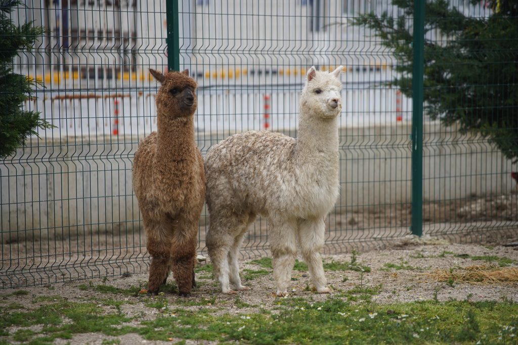 Türkiye'ye giriş yapmak üzere İpsala Sınır Kapısı'na gelen bir minibüste alpaka, tavuk ve güvercin gibi cins hayvanlar ele geçirildi.