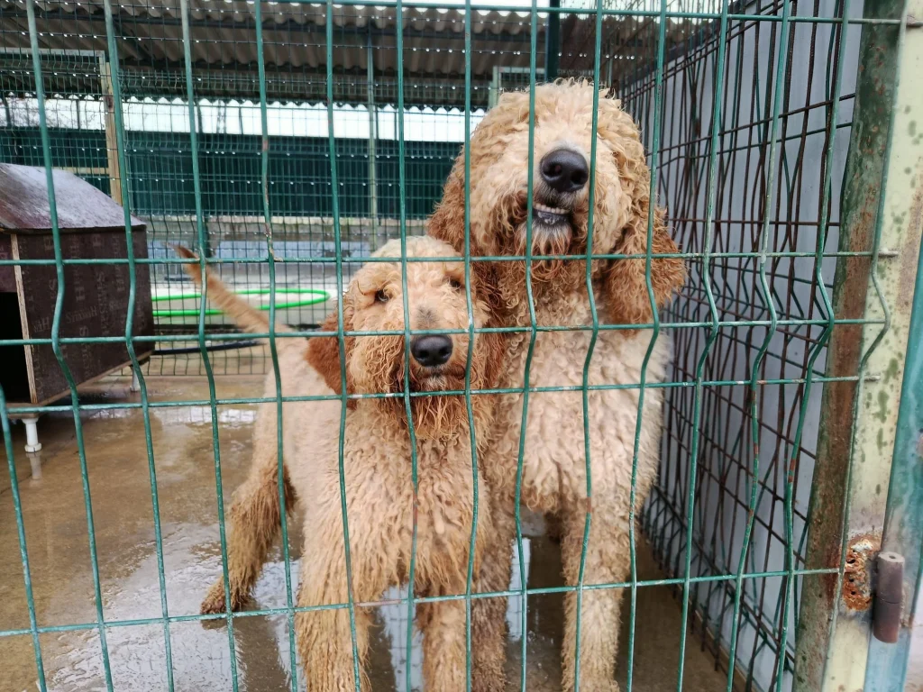 Köpek üretim çiftliğine operasyon Kurtarılan 'Poodle'lar sahiplendiriliyor (1)