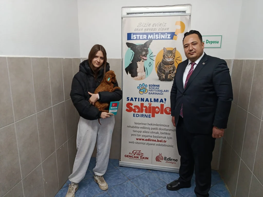 Köpek üretim çiftliğine operasyon Kurtarılan 'Poodle'lar sahiplendiriliyor (1)