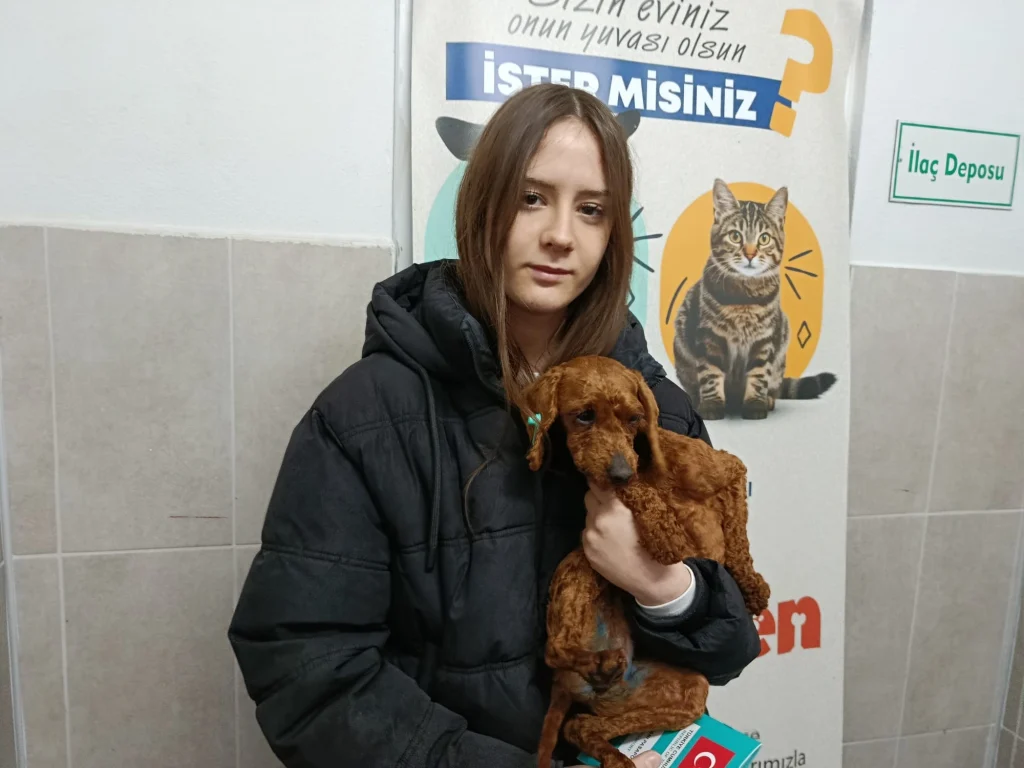 Köpek üretim çiftliğine operasyon Kurtarılan 'Poodle'lar sahiplendiriliyor (1)