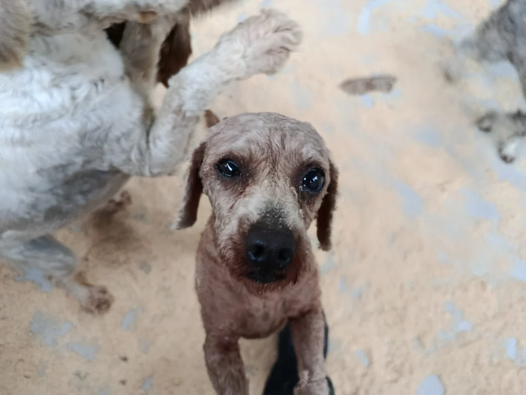 Köpek üretim çiftliğine operasyon Kurtarılan 'Poodle'lar sahiplendiriliyor (1)