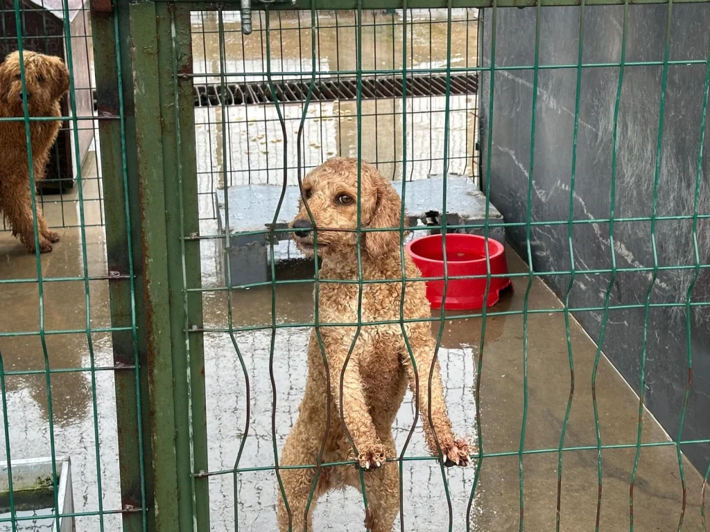 Köpek üretim çiftliğine operasyon Kurtarılan 'Poodle'lar sahiplendiriliyor (1)
