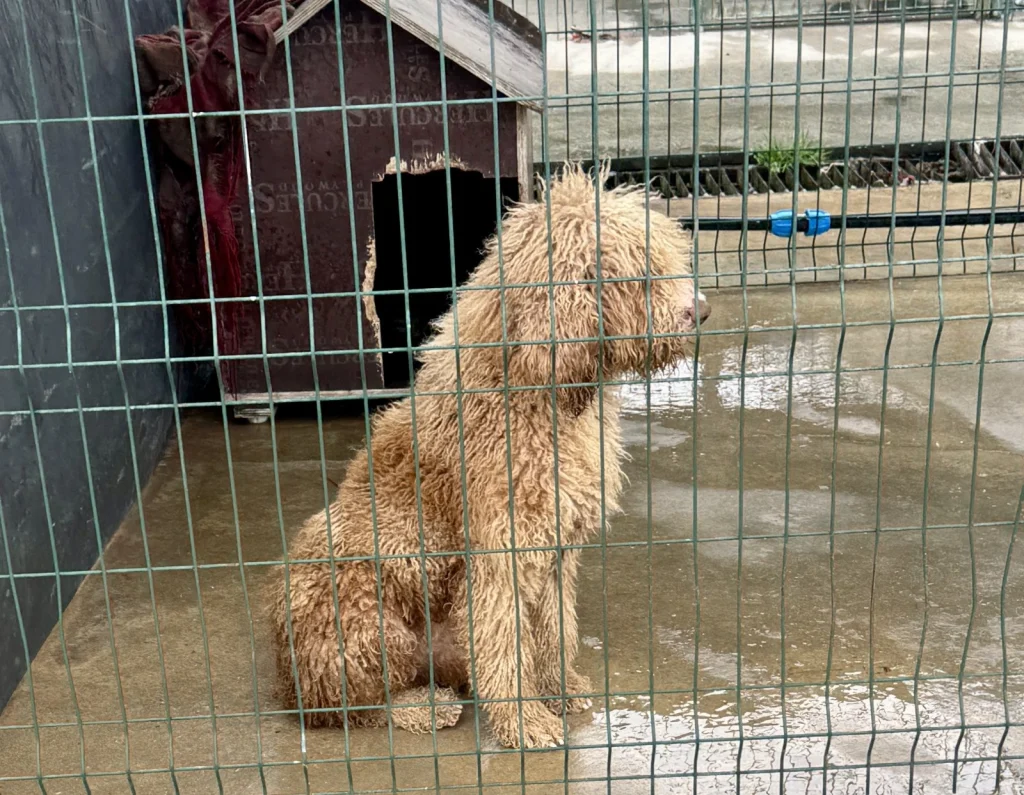 İzinsiz köpek üreticisine ceza yağdı