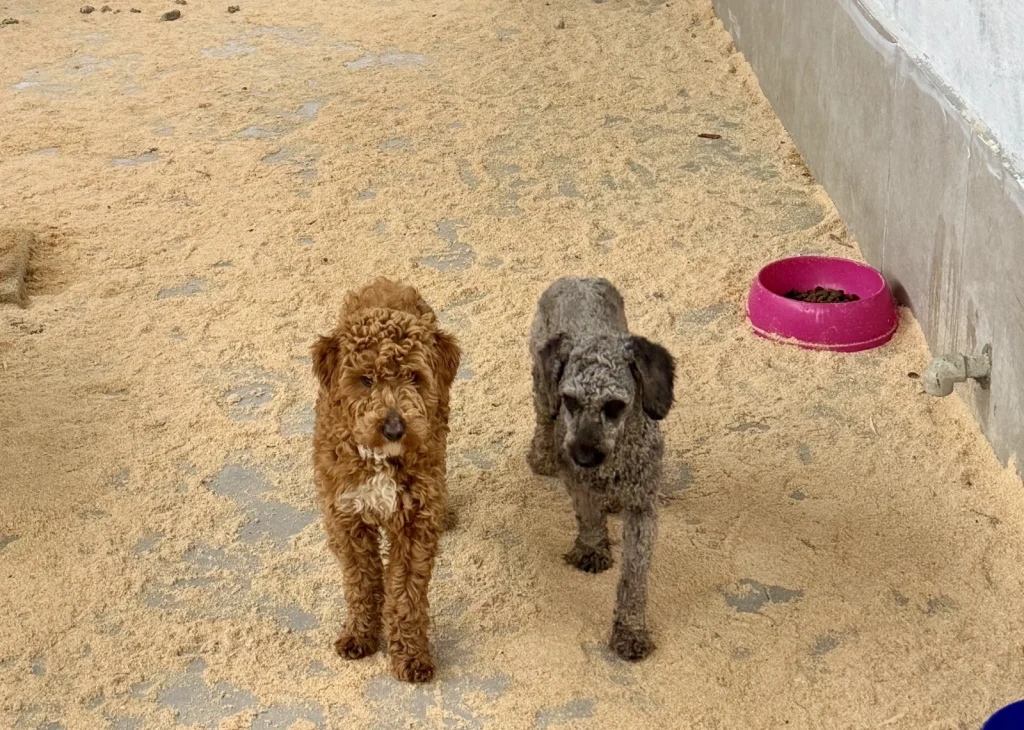 İzinsiz köpek üreticisine ceza yağdı