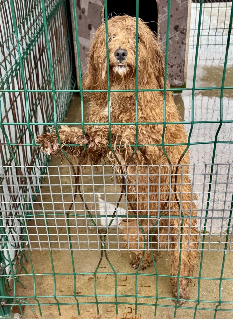 İzinsiz köpek üreticisine ceza yağdı