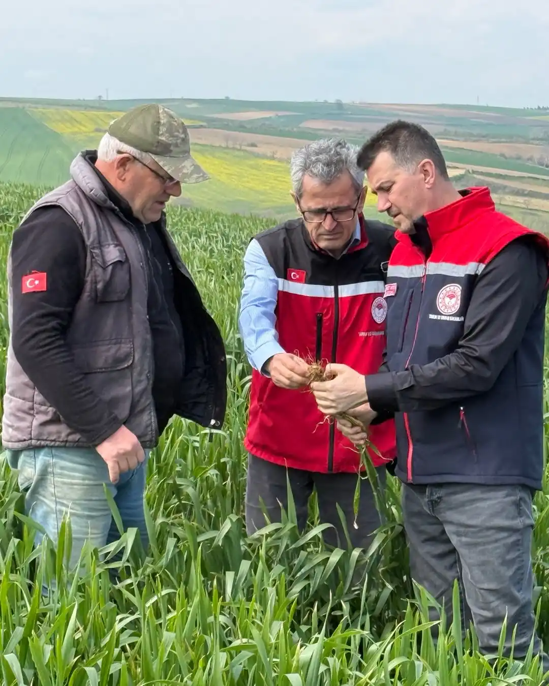 Buğday ekili arazilerde inceleme yapıldı