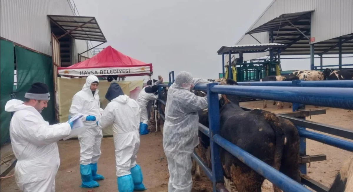 Edirne'de hayvancılığa şap kalkanı