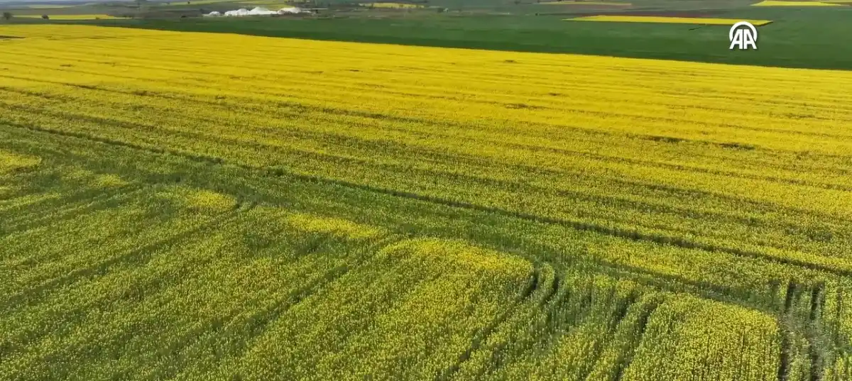 Edirne’de Kanola Ekimi Artıyor: Kuraklığın Yeni Panzehiri