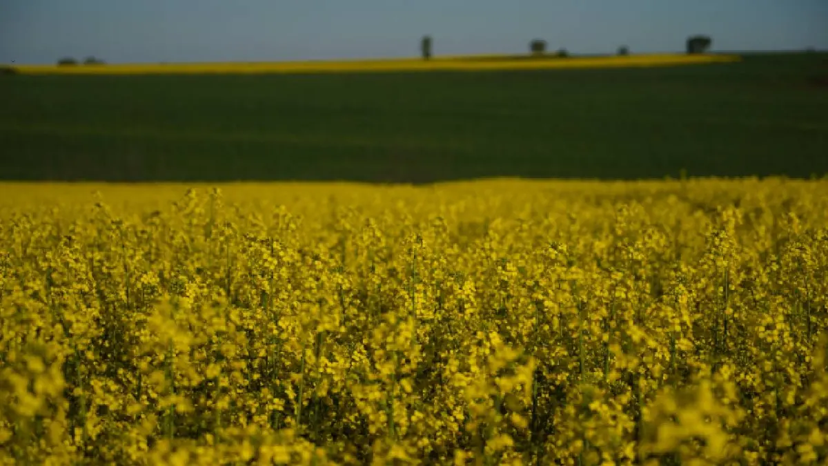 Edirne'de Kanola Tarlalarında "Sarı Terapi" Zamanı