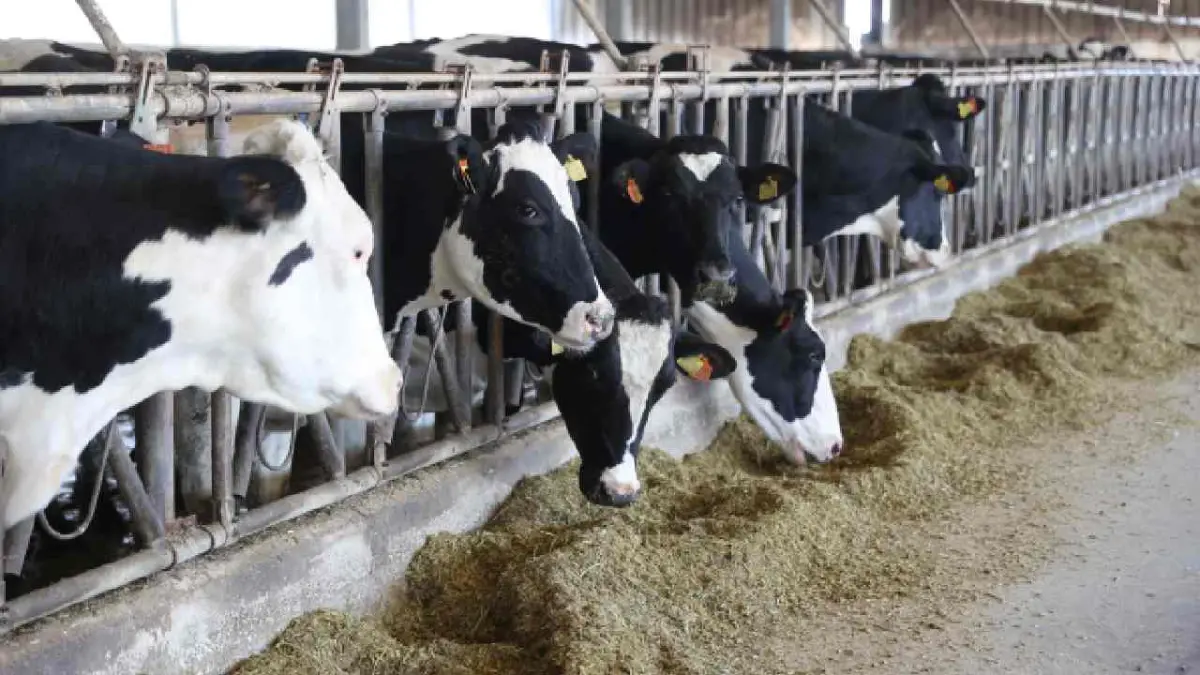 Hibeyle gelen süt artışı