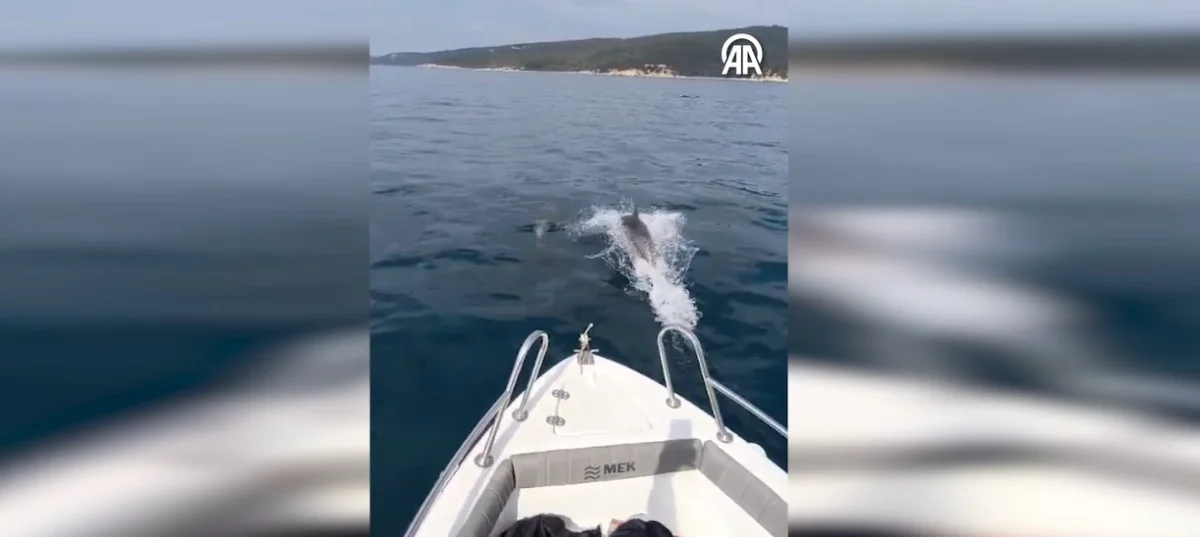 Keşan’da Yunusların Tekneyle Dansı Kamerada
