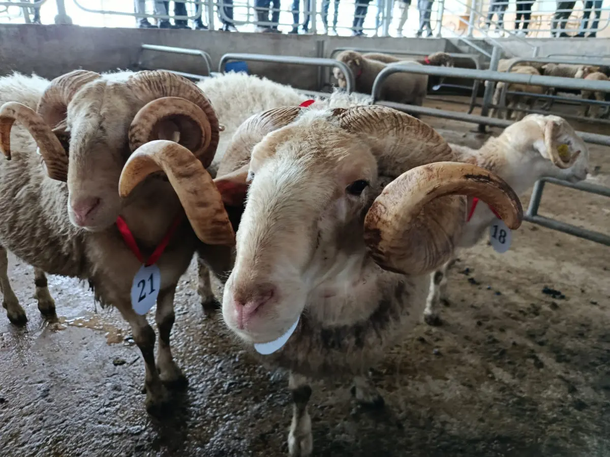 Koç ve Tekeler Yarıştı: Edirne’de Büyük Mezat