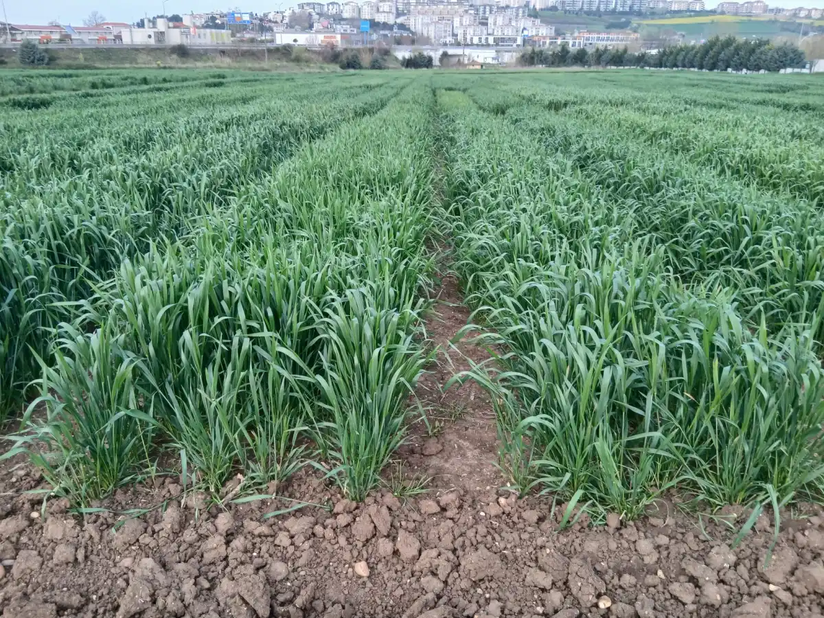 Kuraklığa karşı erken ekim çözümü öne çıkıyor