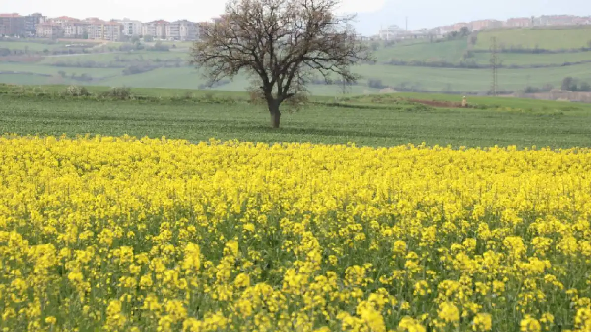 "Sarı Gelin Tarlaları Fotoğraf Tutkunlarını Bekliyor"