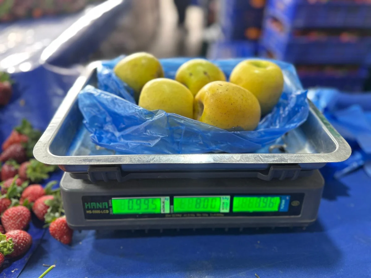 Tanesi 16 TL! Elma Lüks Oldu, Vatandaş Tadına Hasret