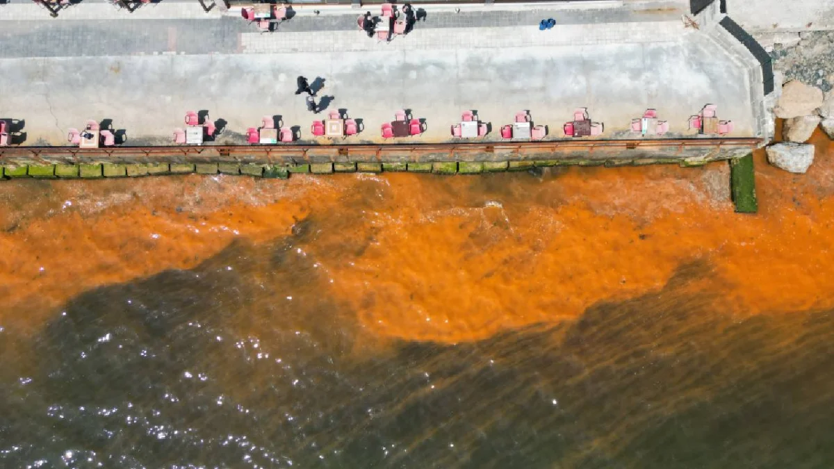Tekirdağ Sahilinde Plankton Patladı Marmara’nın rengi değişti!