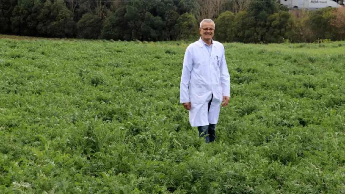 Tekirdağ’da geliştirilen yerli korunga “NKÜ Efsane” adıyla tescillendi