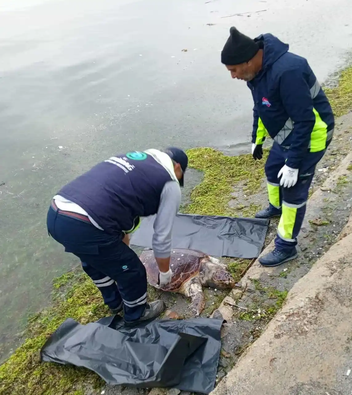 Tekirdağ'da ölü caretta caretta sahile vurdu