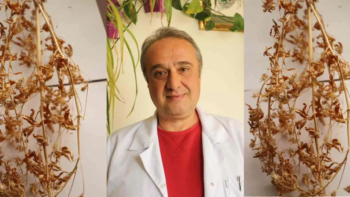 Tekirdağ'dan dünyaya Çemende devrim: "Ateş Mavisi" tescillendi