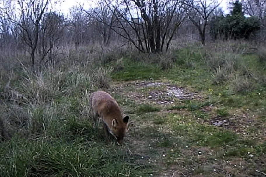 Kampüsteki yaban hayatı fotokapanda!
