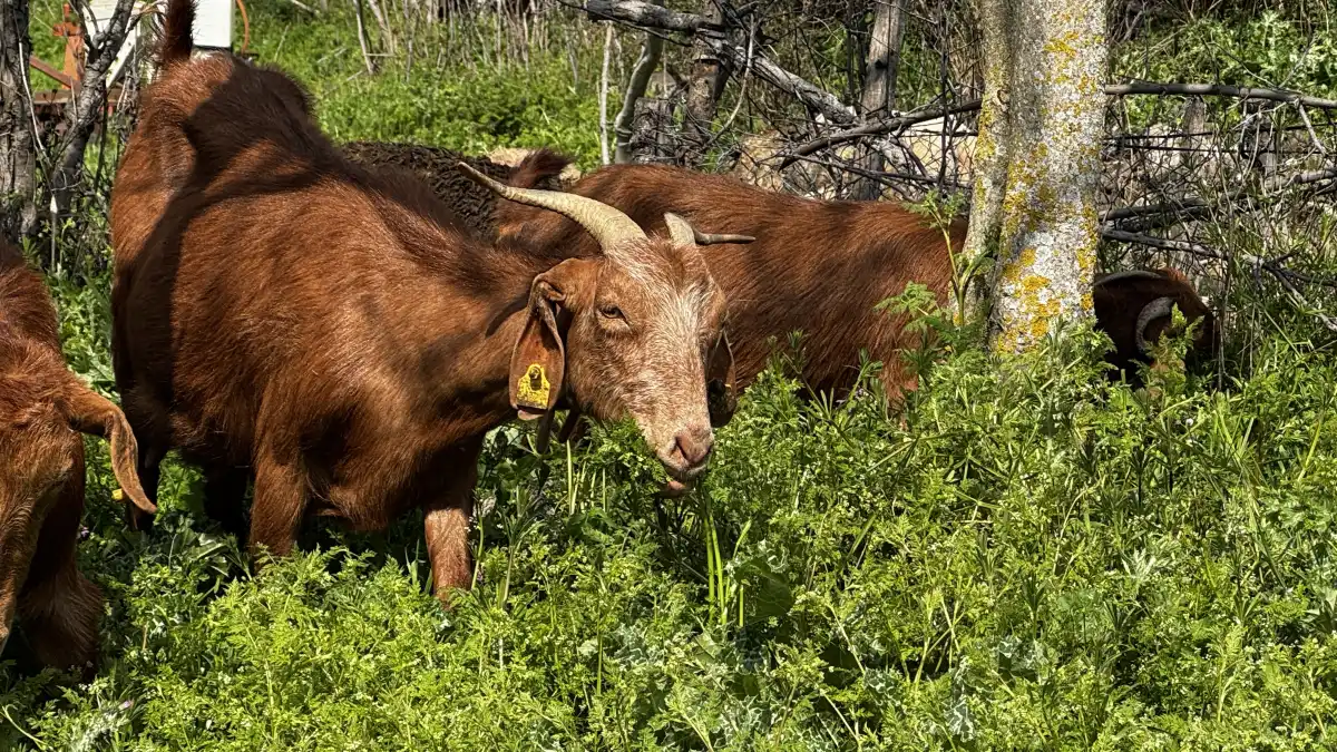 Türkiye'de ıslah projeleri yerli keçi ırklarında sayıyı artırıyor