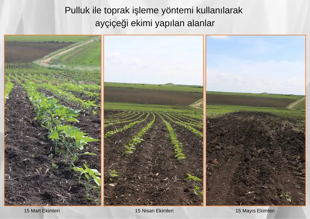 Ayçiçeği İçin Kritik Proje