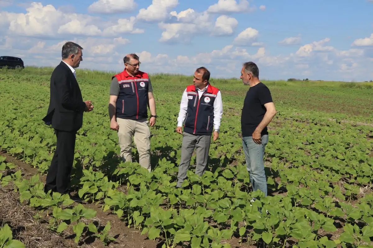 Edirne’de anıza ayçiçeği ekili tarlalar incelendi