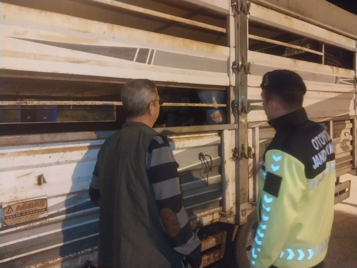 Edirne'de belgesiz hayvan sevkine ceza