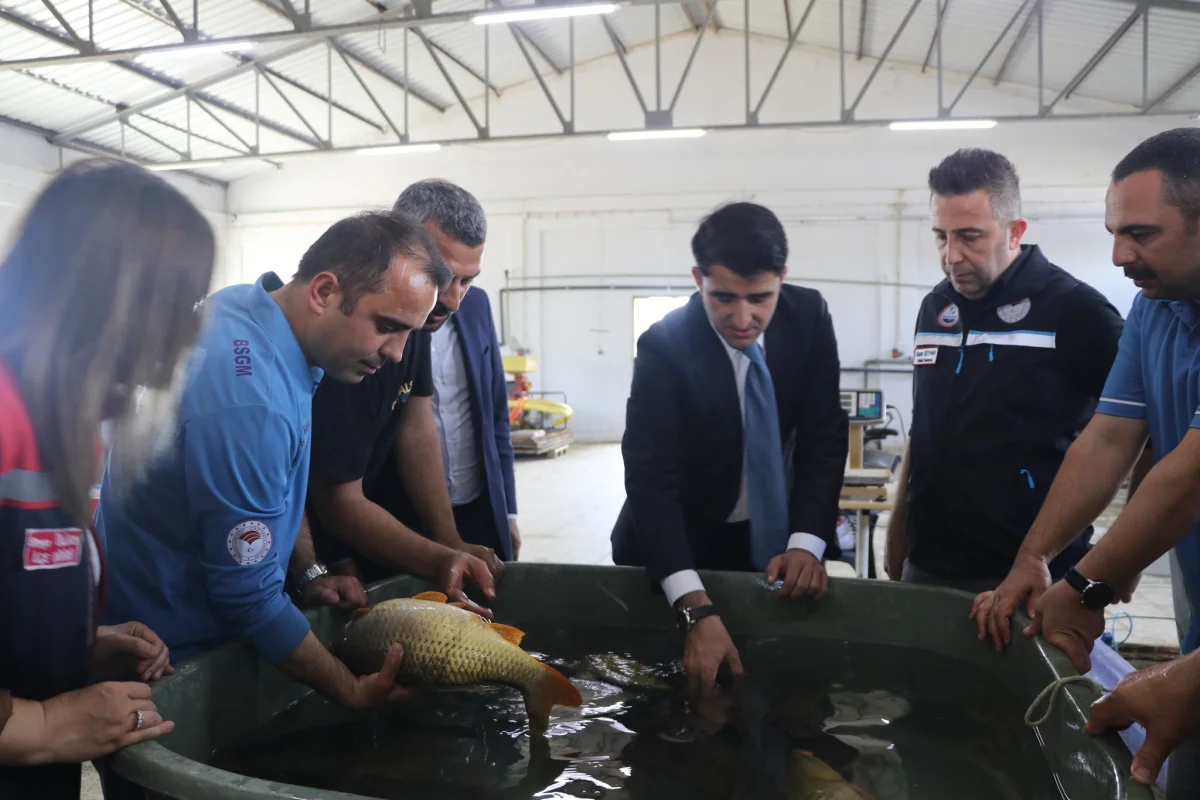 Edirne'de sazan yavruları Türkiye'nin sularına!