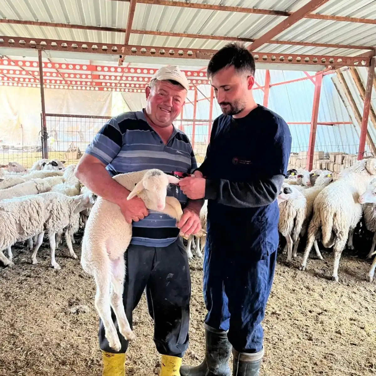 Hayvanlara Aşılama ve Küpeleme Çalışmaları Sürüyor