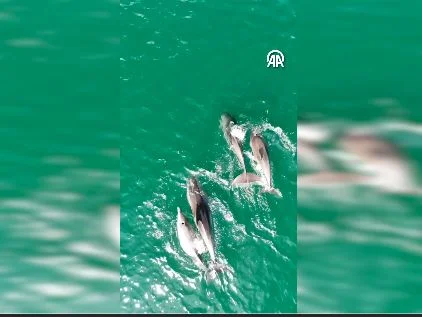 Tekirdağ'da yunuslar dronla görüntülendi