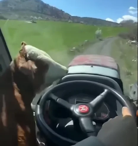 Yol arkadaşı önemli...