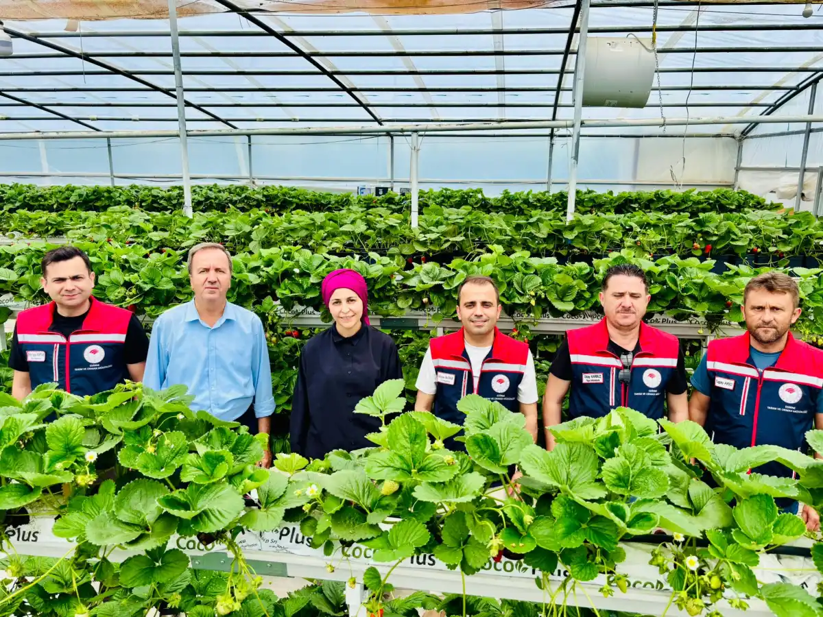 Edirne'de topraksız çilek üretimi sürdürülüyor