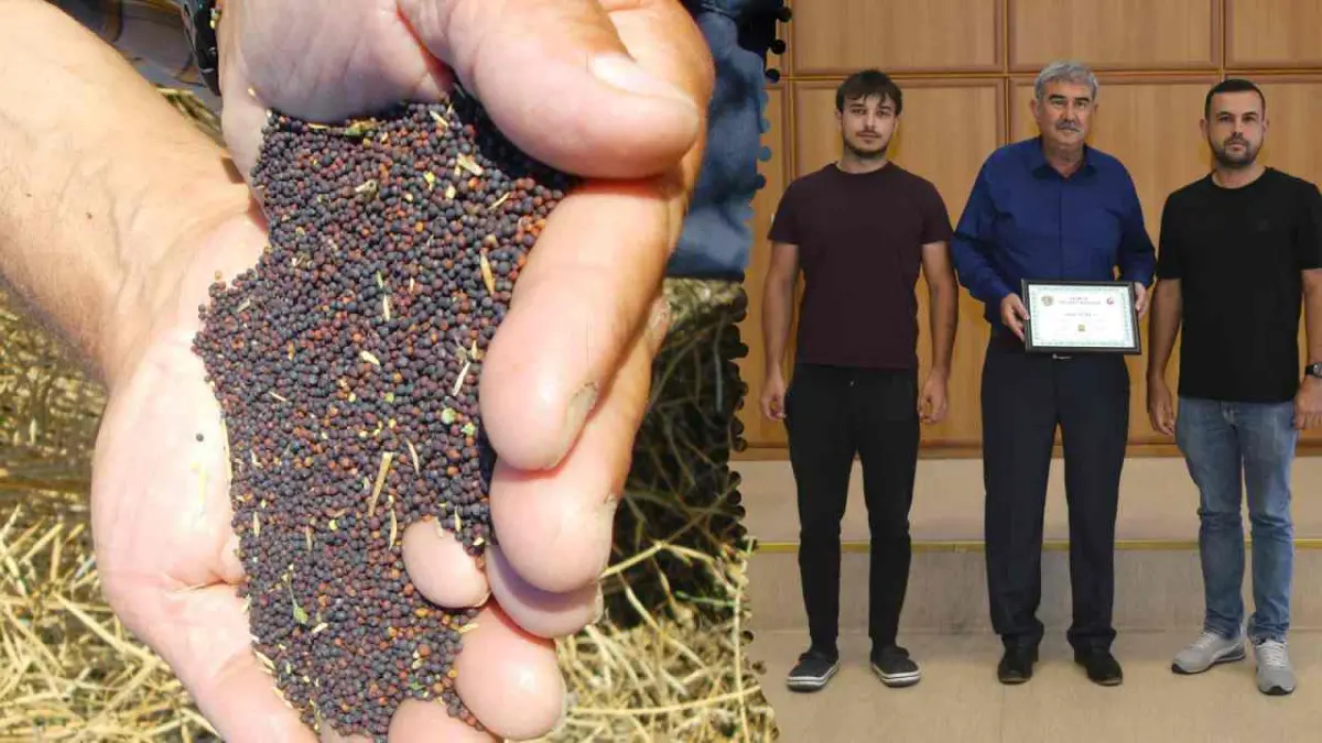İlk Hasat Kanolaya Plaketli ve Mazotlu Ödül