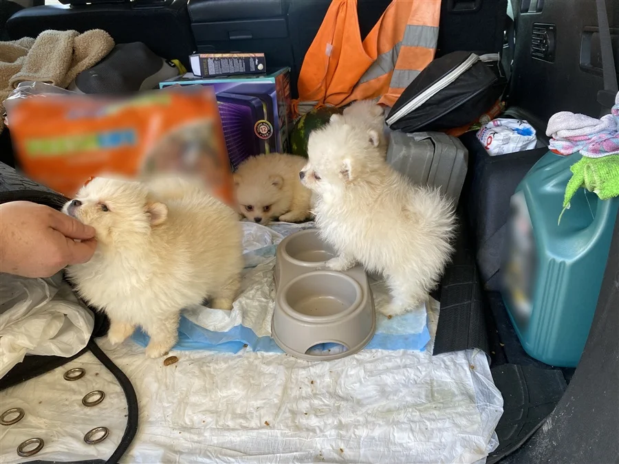 Kapıkule’de Pomeranian Operasyonu