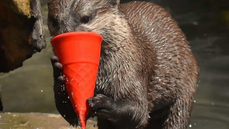 Bursa Hayvanat Bahçesi'nde Serinletme Seansı