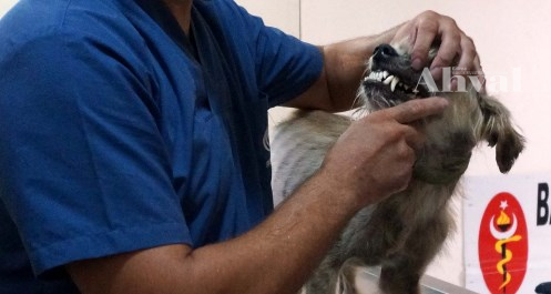 Veteriner ücretlerine yüzde 50 zam !