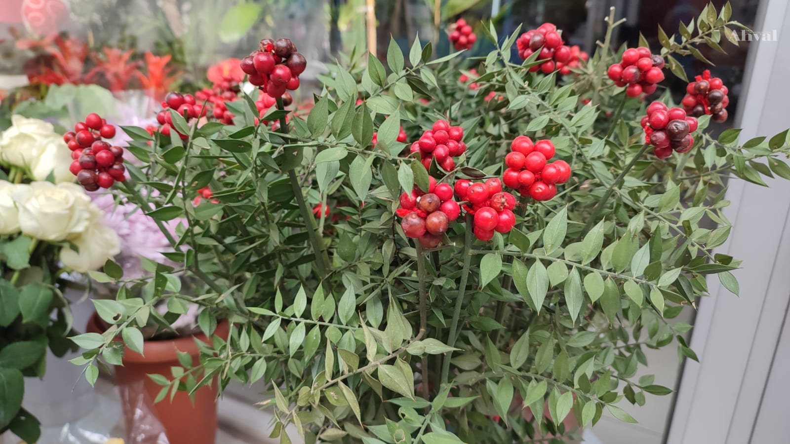 Yeni yıldan şans dileyene kokina çiçeği