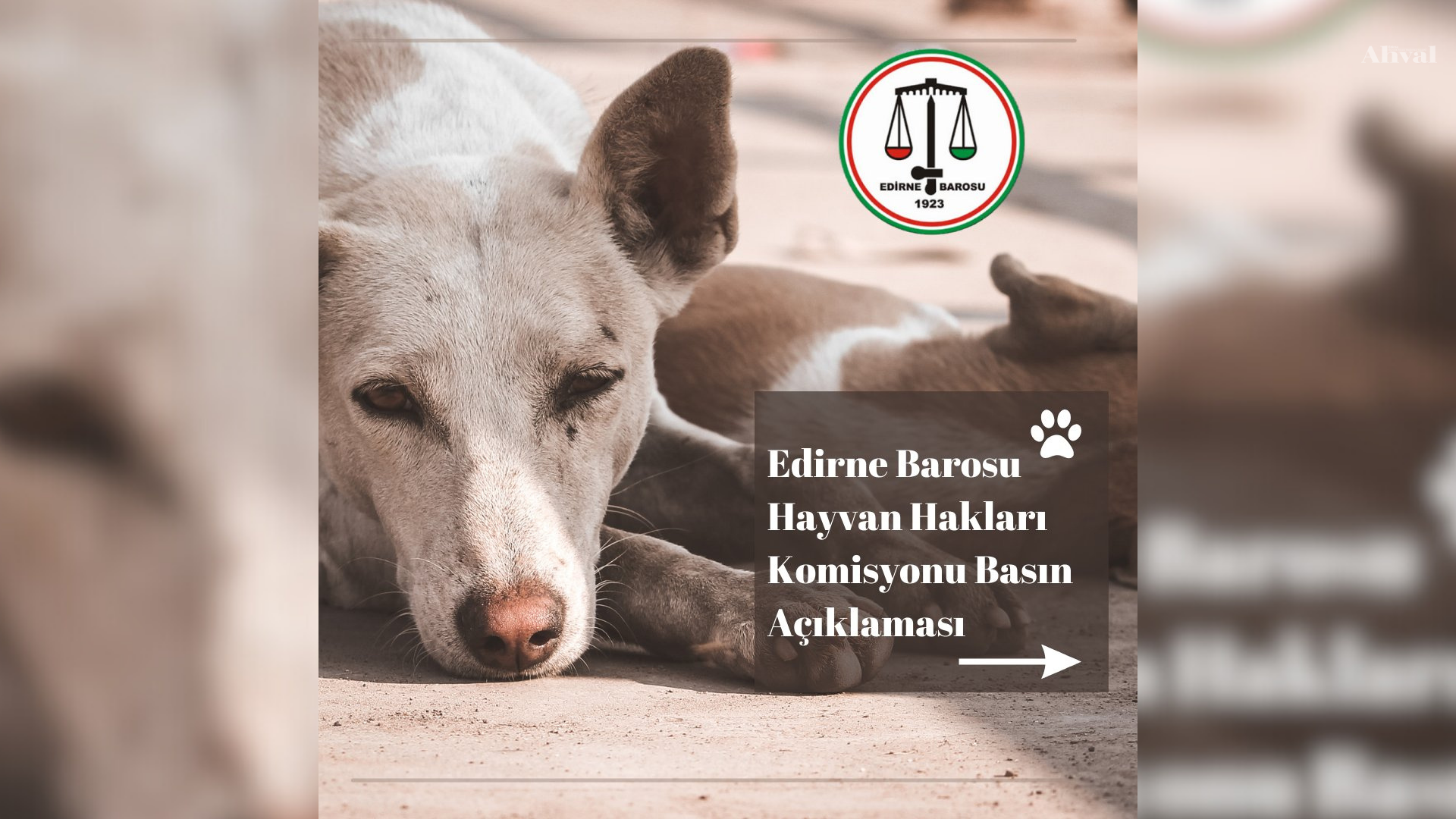 Edirne Barosu’ndan siyasilere sokak hayvanları uyarısı!