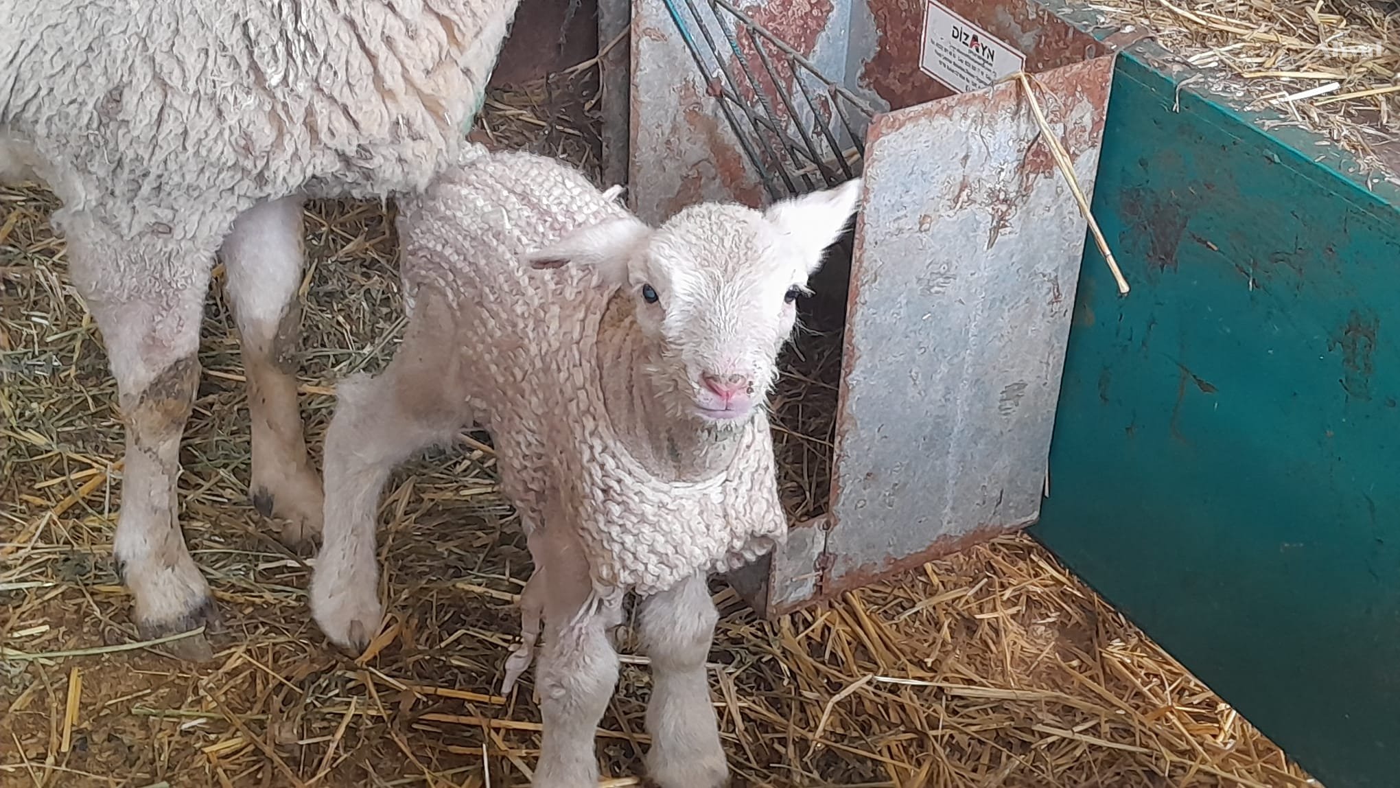 Elektrik yok, kuzulara kazak!