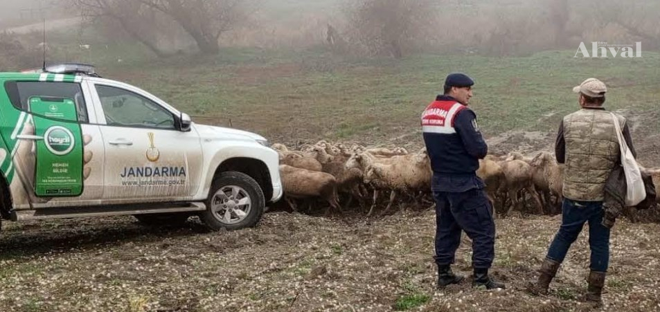 Çobanlara yararlı bilgiler