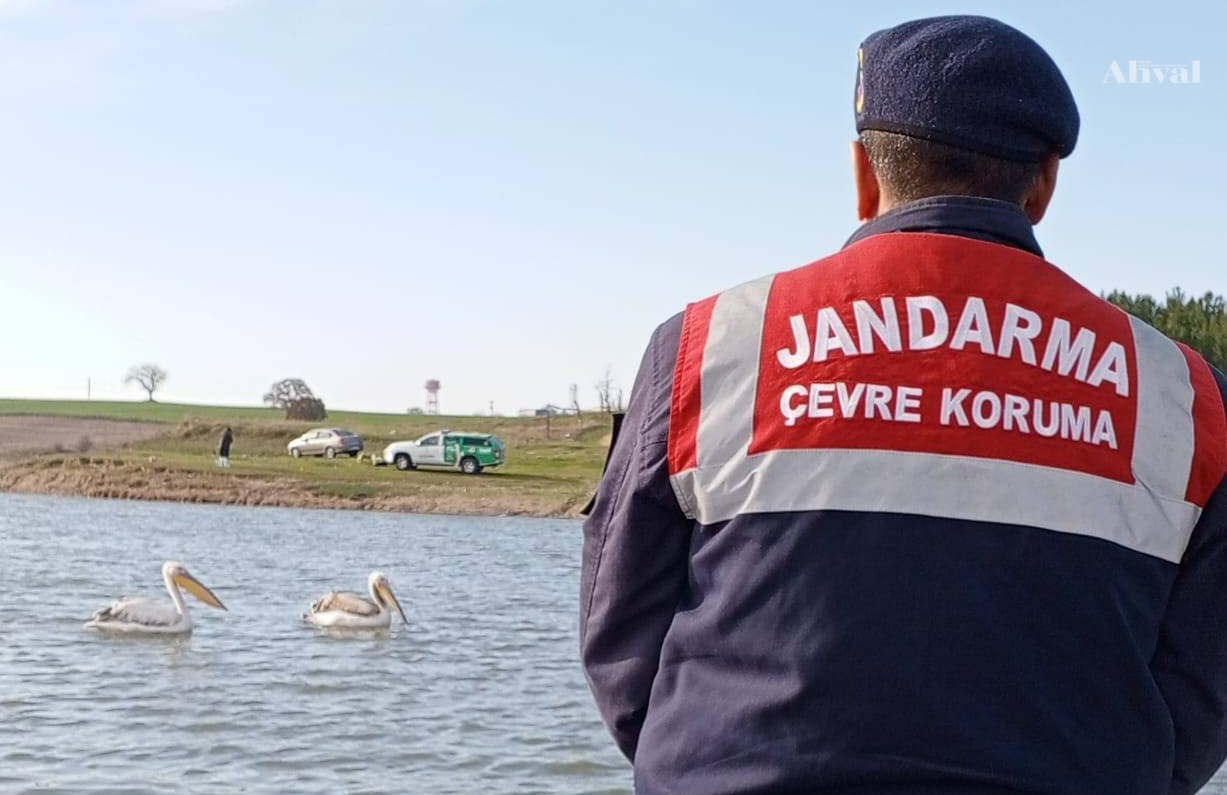 Yorgun pelikanlara jandarma eli