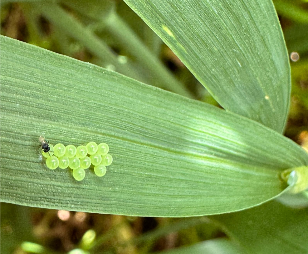 Buğday üreticilerine süne uyarısı