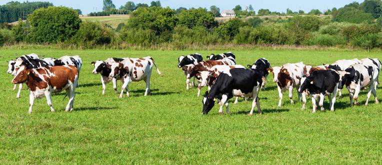Bakanlık Kurbanlıklar için kuralları belirledi