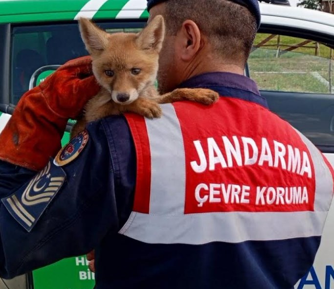 Ailesinden ayrı kalan yavru tilkiye Jandarma eli