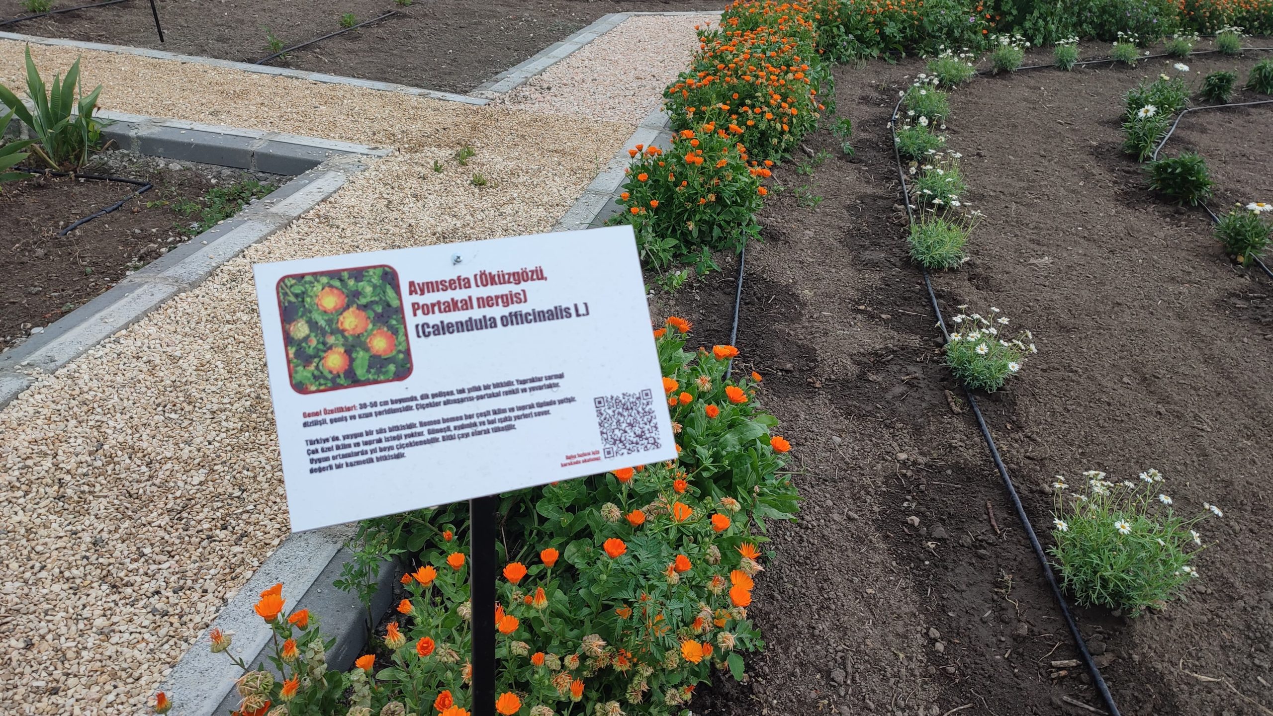 Şifa dolu bitkiler 2’nci Beyazıt Külliyesi’nde yetişecek