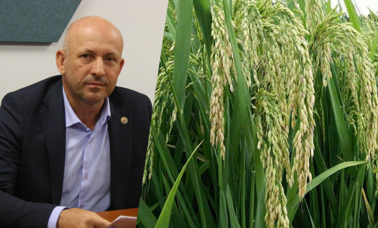 Çeltikte kuraklık tehlikesi