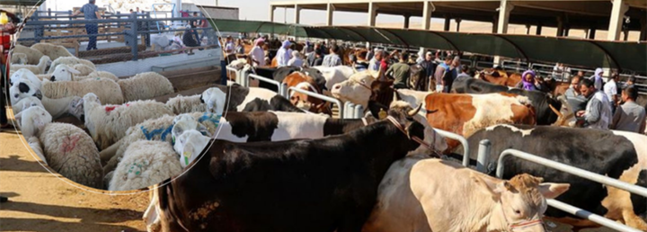 Satılamayan kurbanlıkları ESK satacak