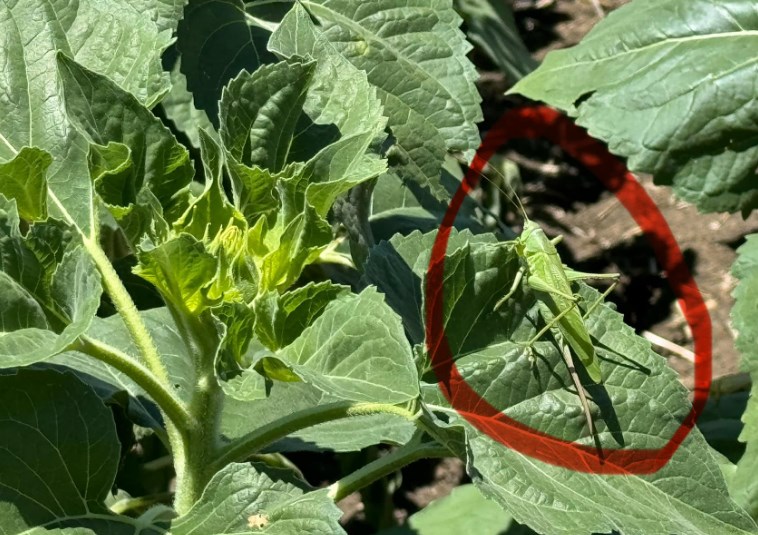 Ayçiçeği tarlalarında çekirge tehlikesi